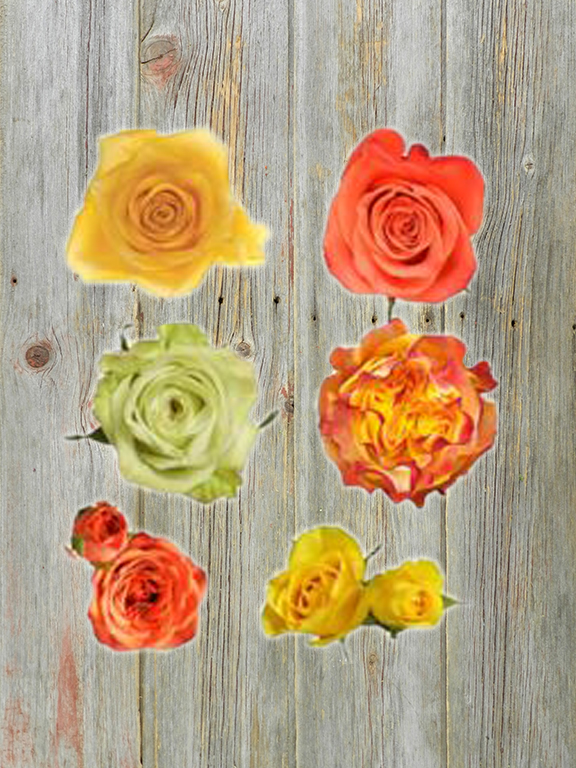 ROSES ALL AROUND  CITRUS PALETTE COMBO BOX